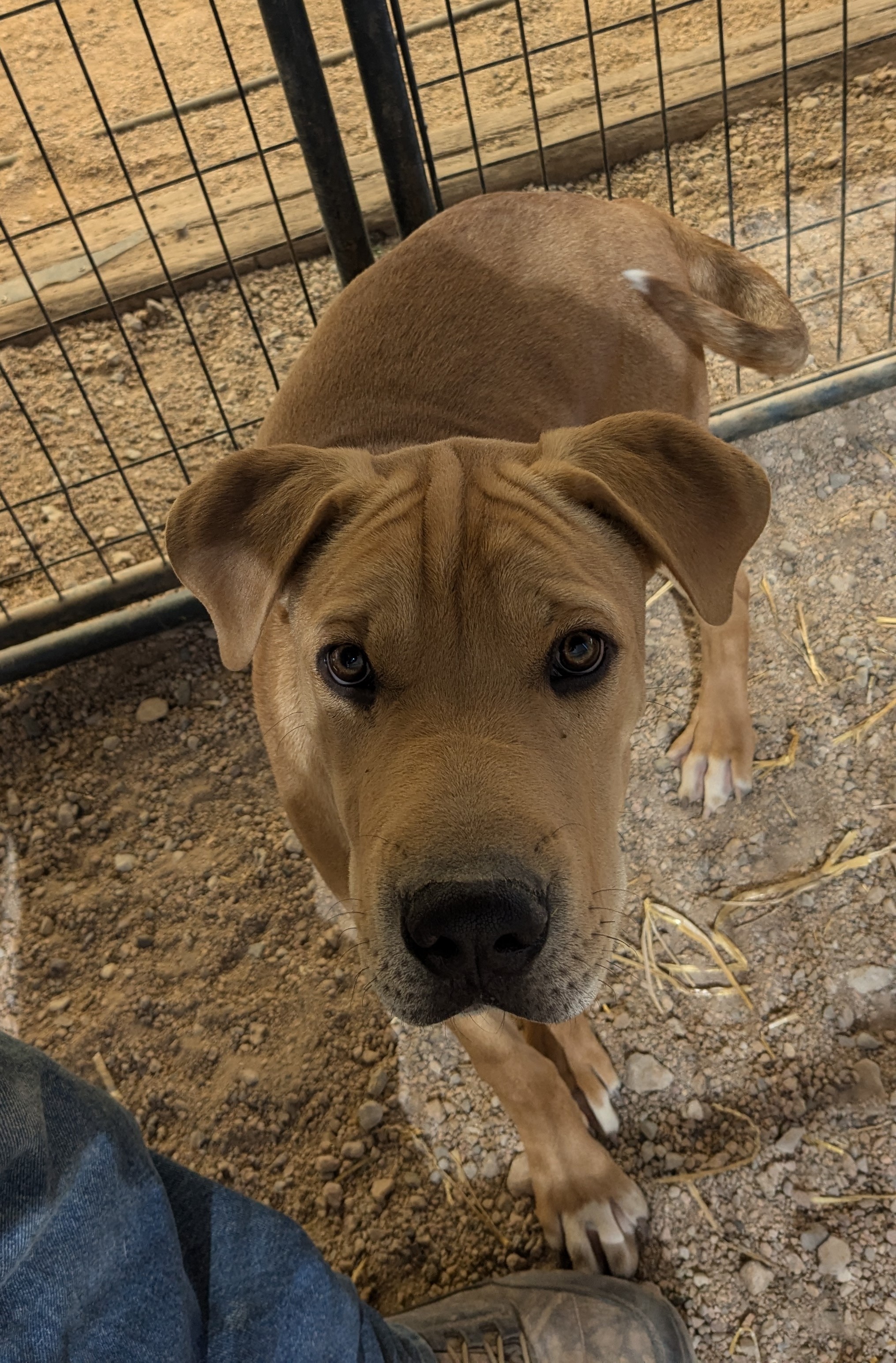 Remington, a Adoptable mixed breed image 2/3