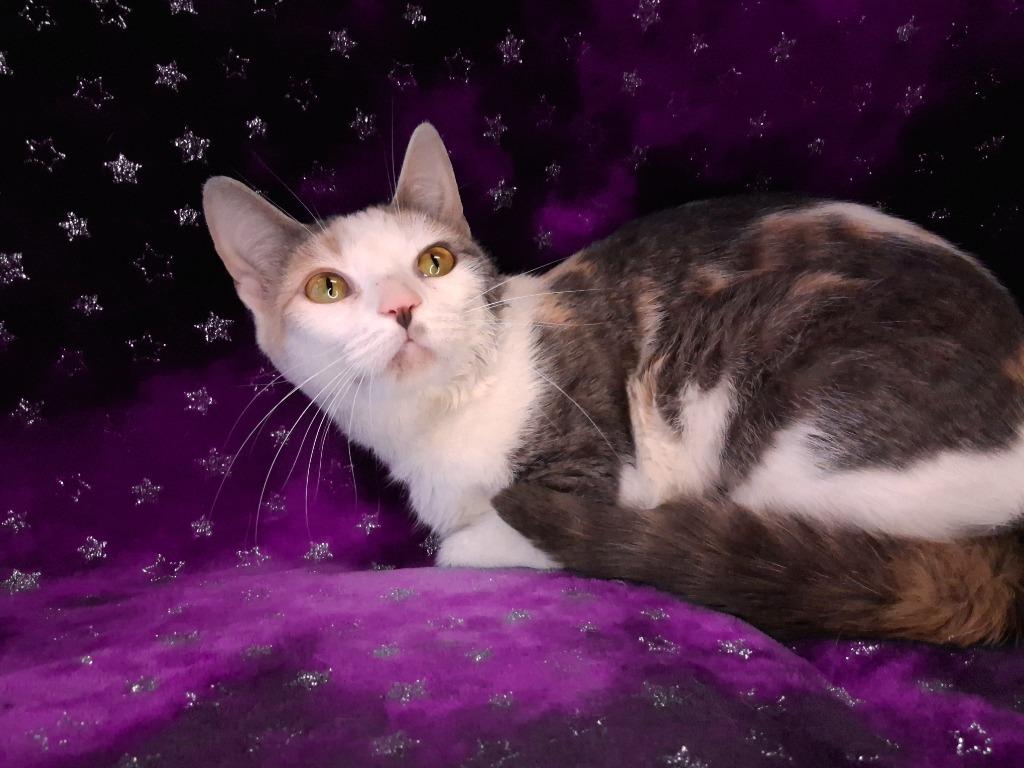 Enlarge PIXIE, a Adoptable mixed breed in Wintersville, OH image 1/2