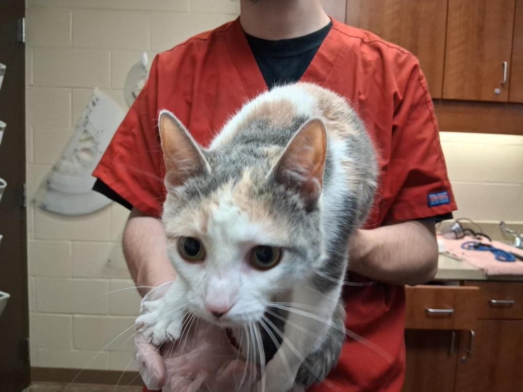 Enlarge PIXIE, a Adoptable mixed breed in Wintersville, OH image 2/2
