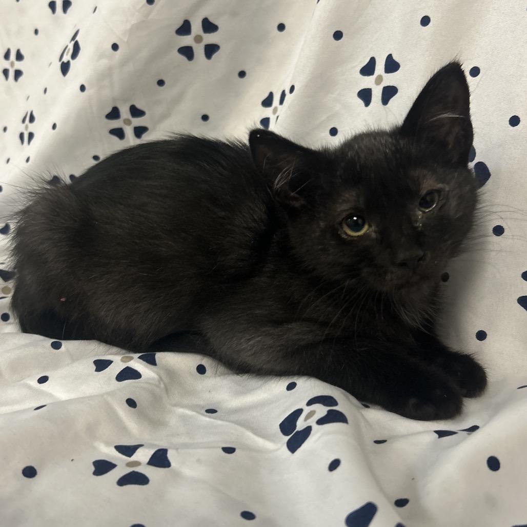 Enlarge Black4 / Spunky, a Adoptable Domestic Short Hair in Coos Bay, OR image 1/4