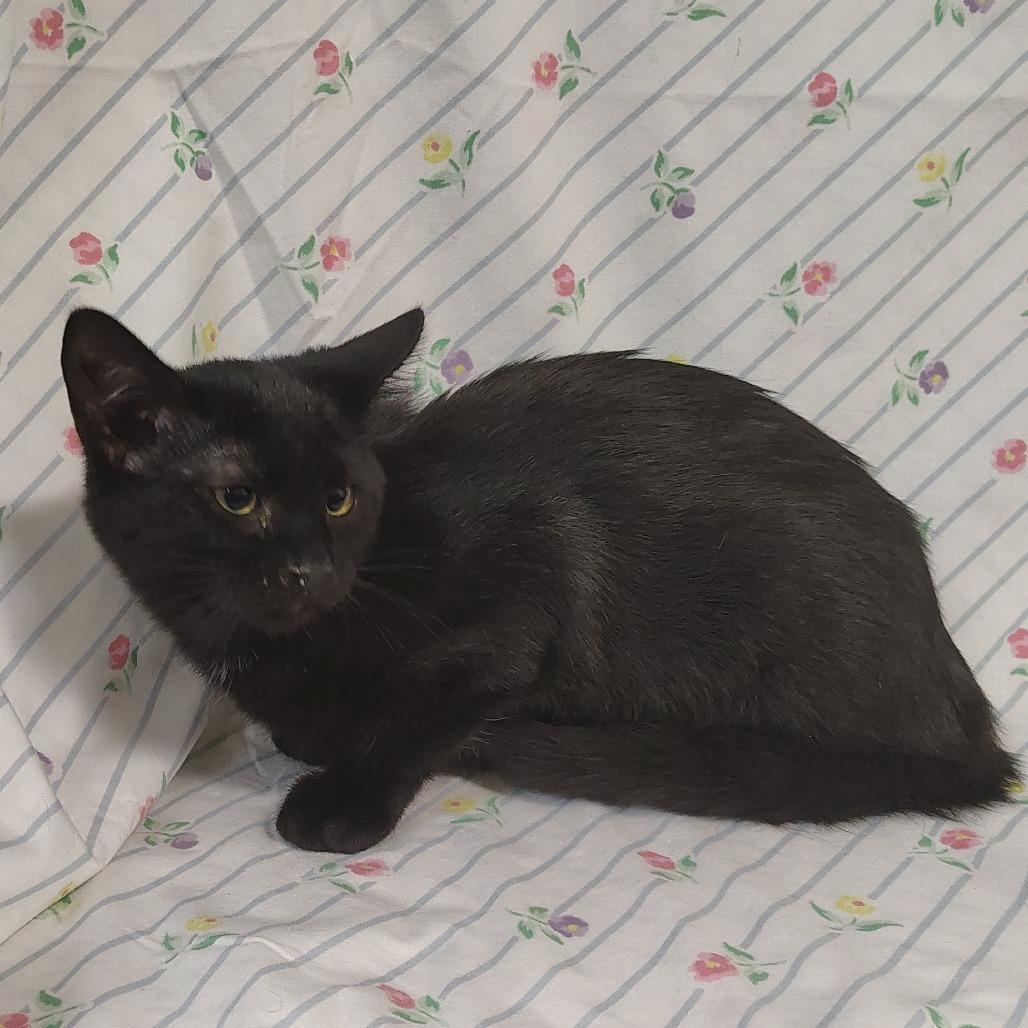 Enlarge Black4 / Spunky, a Adoptable Domestic Short Hair in Coos Bay, OR image 2/4