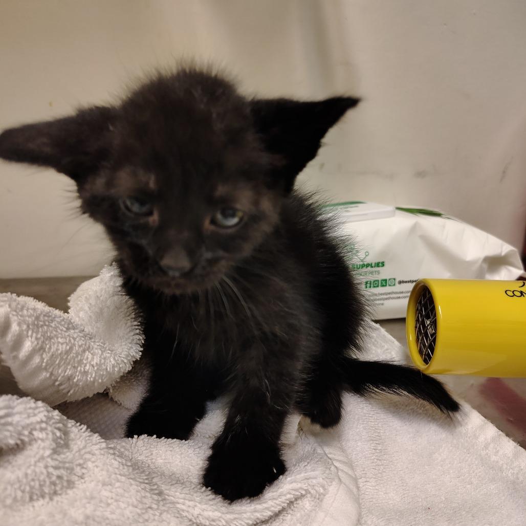 Enlarge Black4 / Spunky, a Adoptable Domestic Short Hair in Coos Bay, OR image 3/4