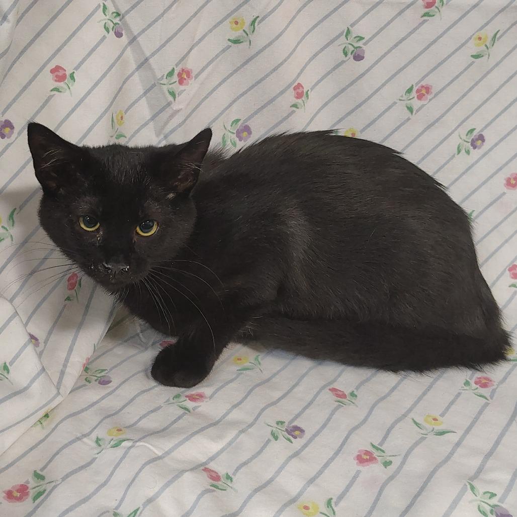 Enlarge Black4 / Spunky, a Adoptable Domestic Short Hair in Coos Bay, OR image 4/4