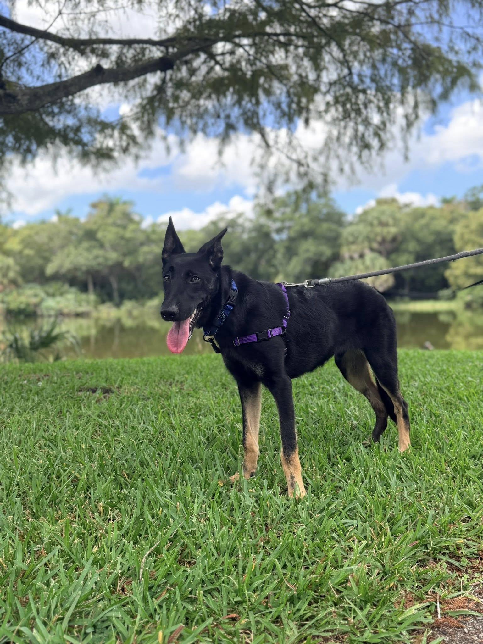 Enlarge Henry, a Adoptable Shepherd in Pompano Beach, FL image 1/3