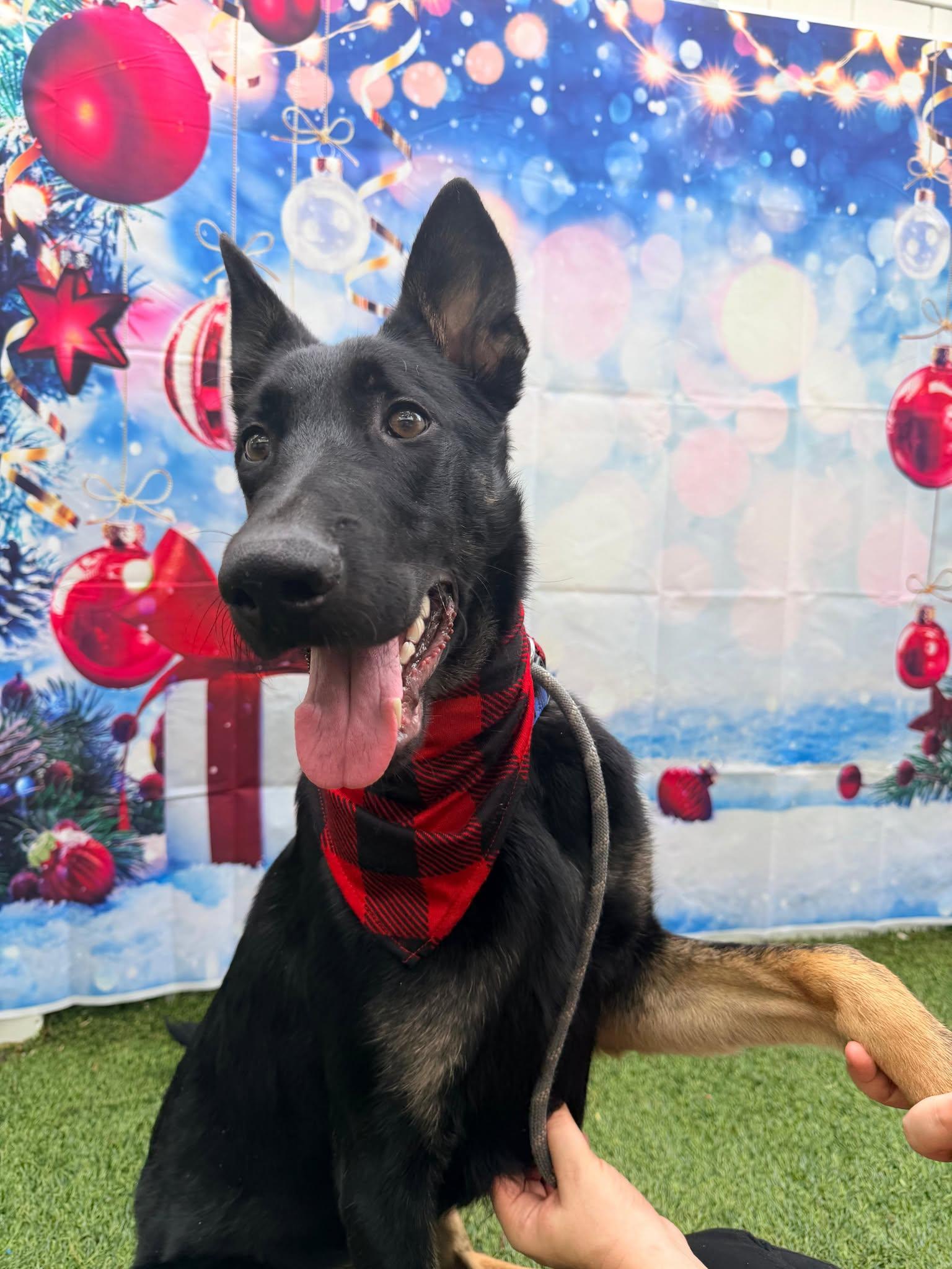Enlarge Henry, a Adoptable Shepherd in Pompano Beach, FL image 3/3