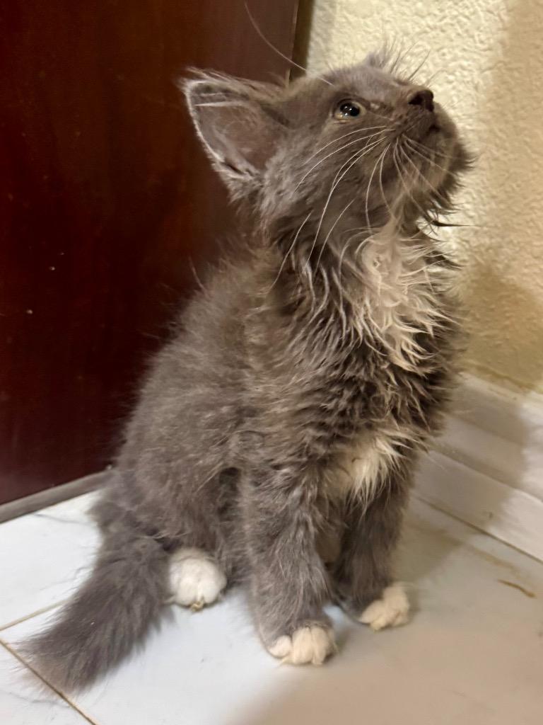 Puff Ball-V2, Adopted, Kitten Male Maine Coon & Domestic Long Hair.