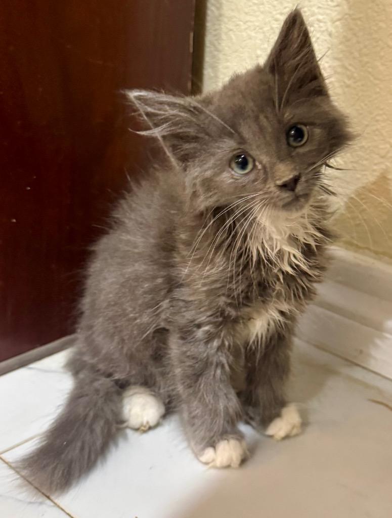 Enlarge Puff Ball-V2, a Adopted mixed breed in New Braunfels, TX image 1/1