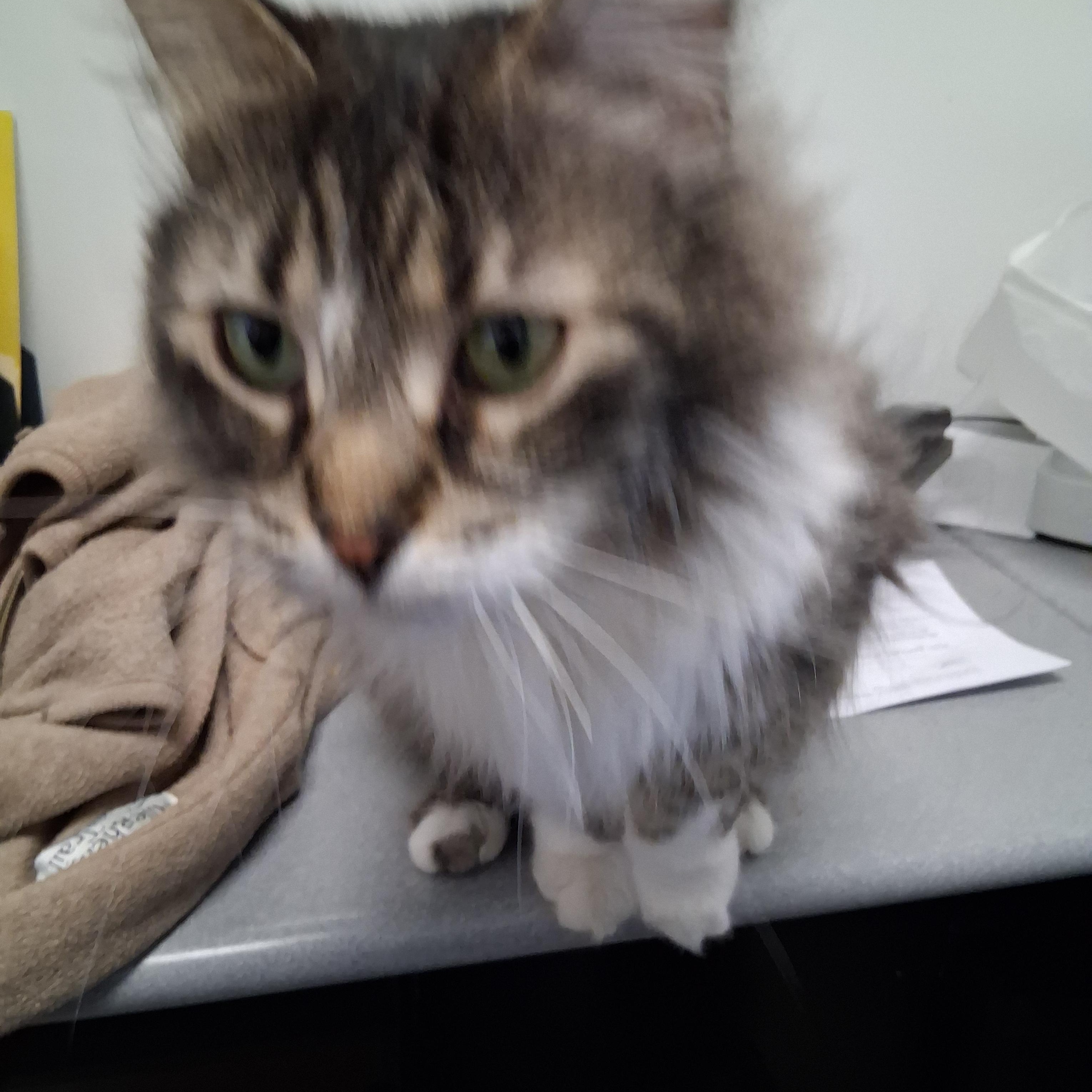 Mervin, ADOPTABLE, Adult Male Domestic Long Hair.