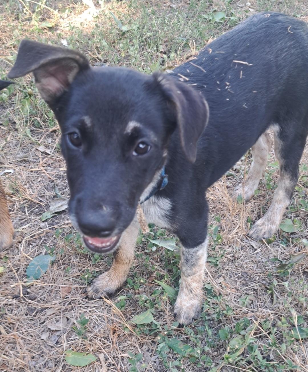 Enlarge Nina, a Adopted mixed breed in Haslet, TX image 1/1