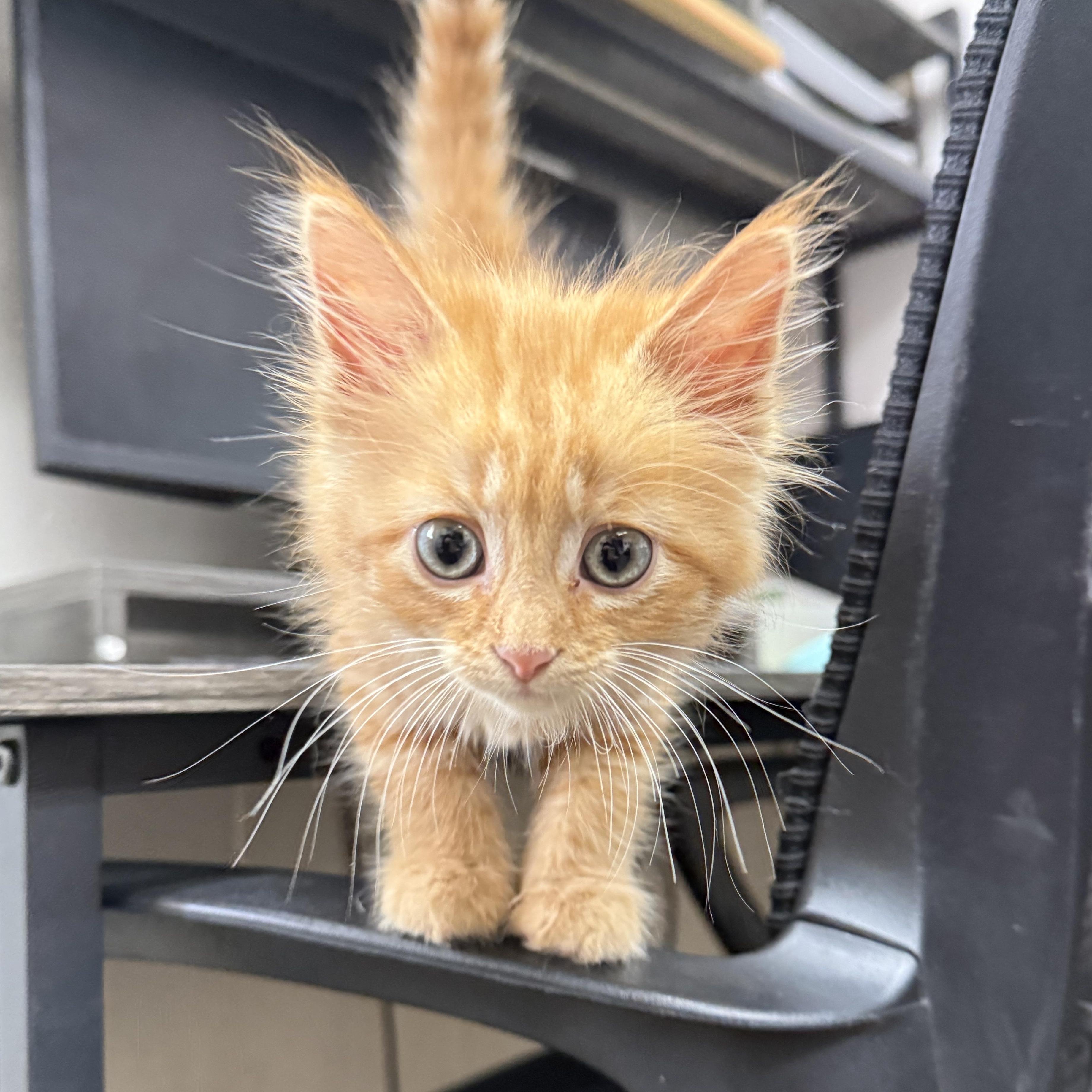 Garfield, an adopted Domestic Medium Hair in Oconto, WI image 3/3