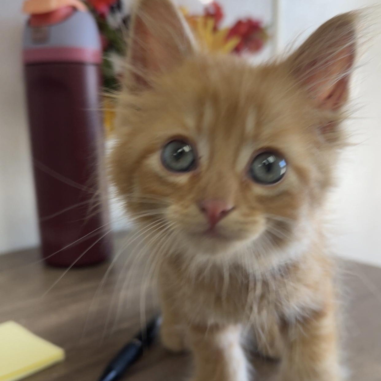 Garfield, an adopted Domestic Medium Hair in Oconto, WI image 1/3