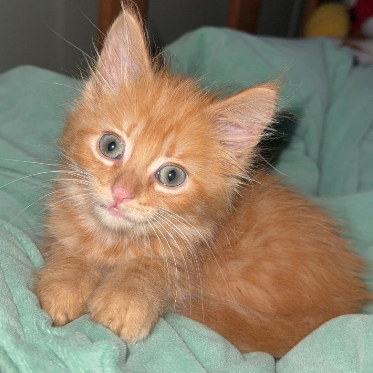 Garfield, an adopted Domestic Medium Hair in Oconto, WI image 2/3