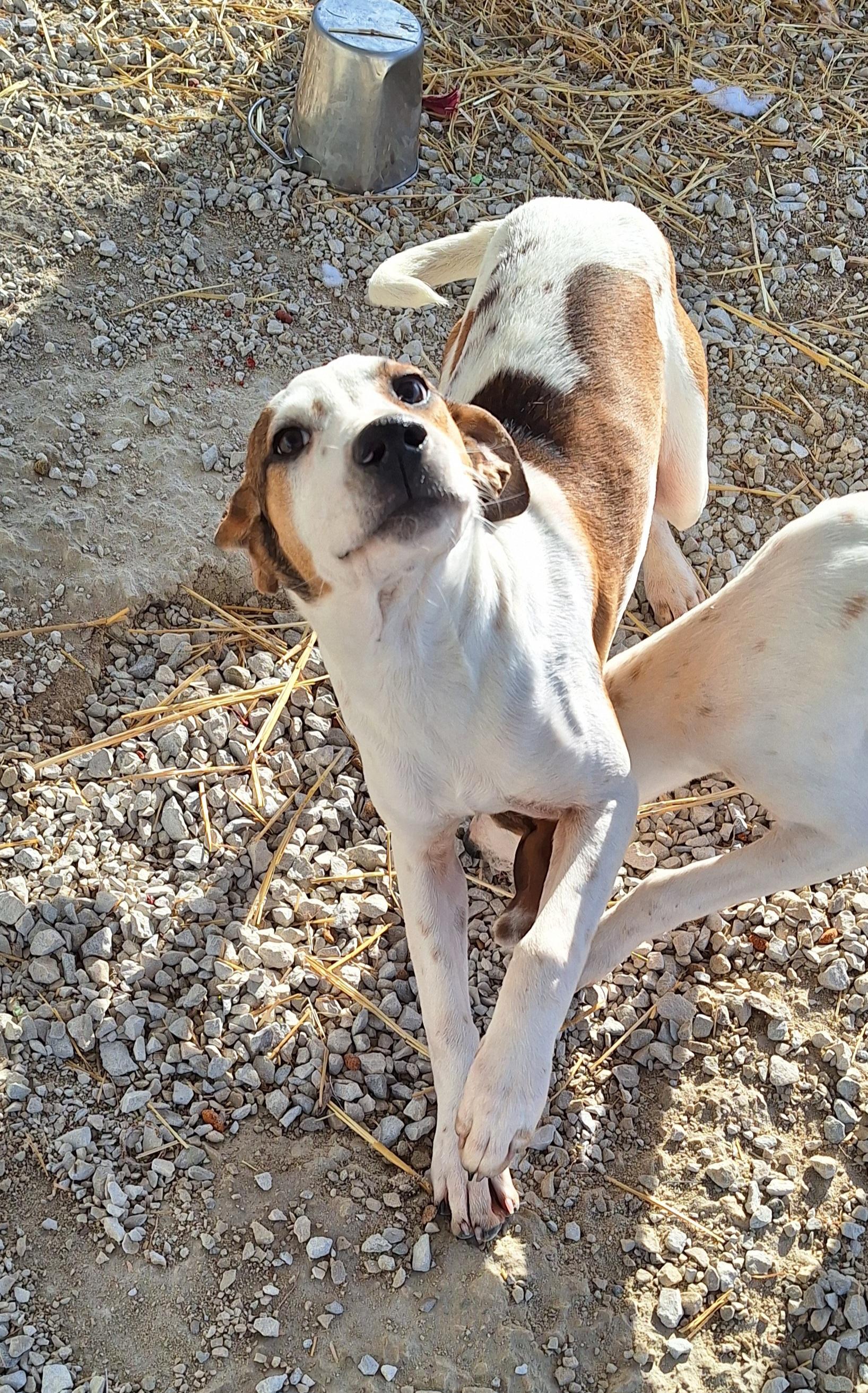 Jett, ADOPTABLE, Young Male Mountain Cur & Treeing Walker Coonhound.