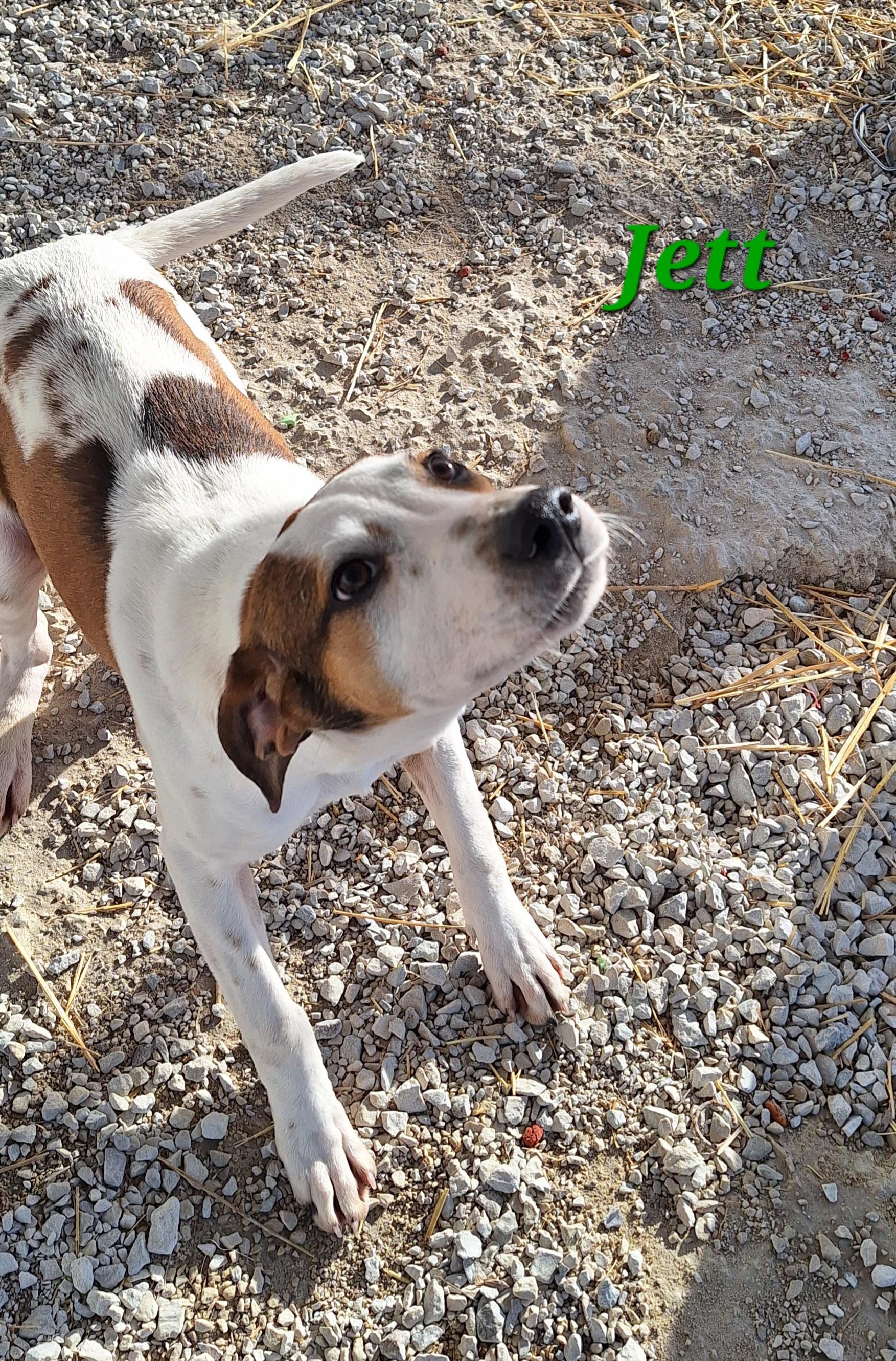 Enlarge Jett, a ADOPTABLE mixed breed in Stanton, KY image 4/6