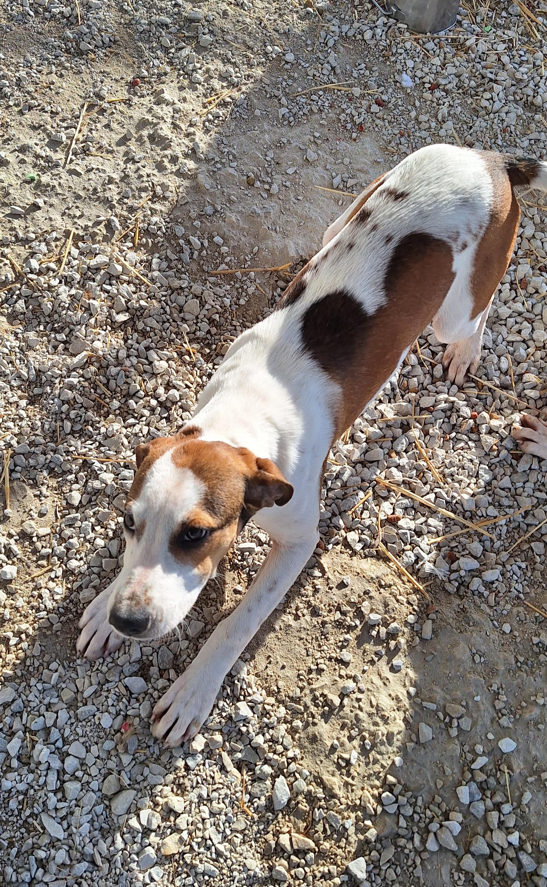 Enlarge Jett, a ADOPTABLE mixed breed in Stanton, KY image 5/6
