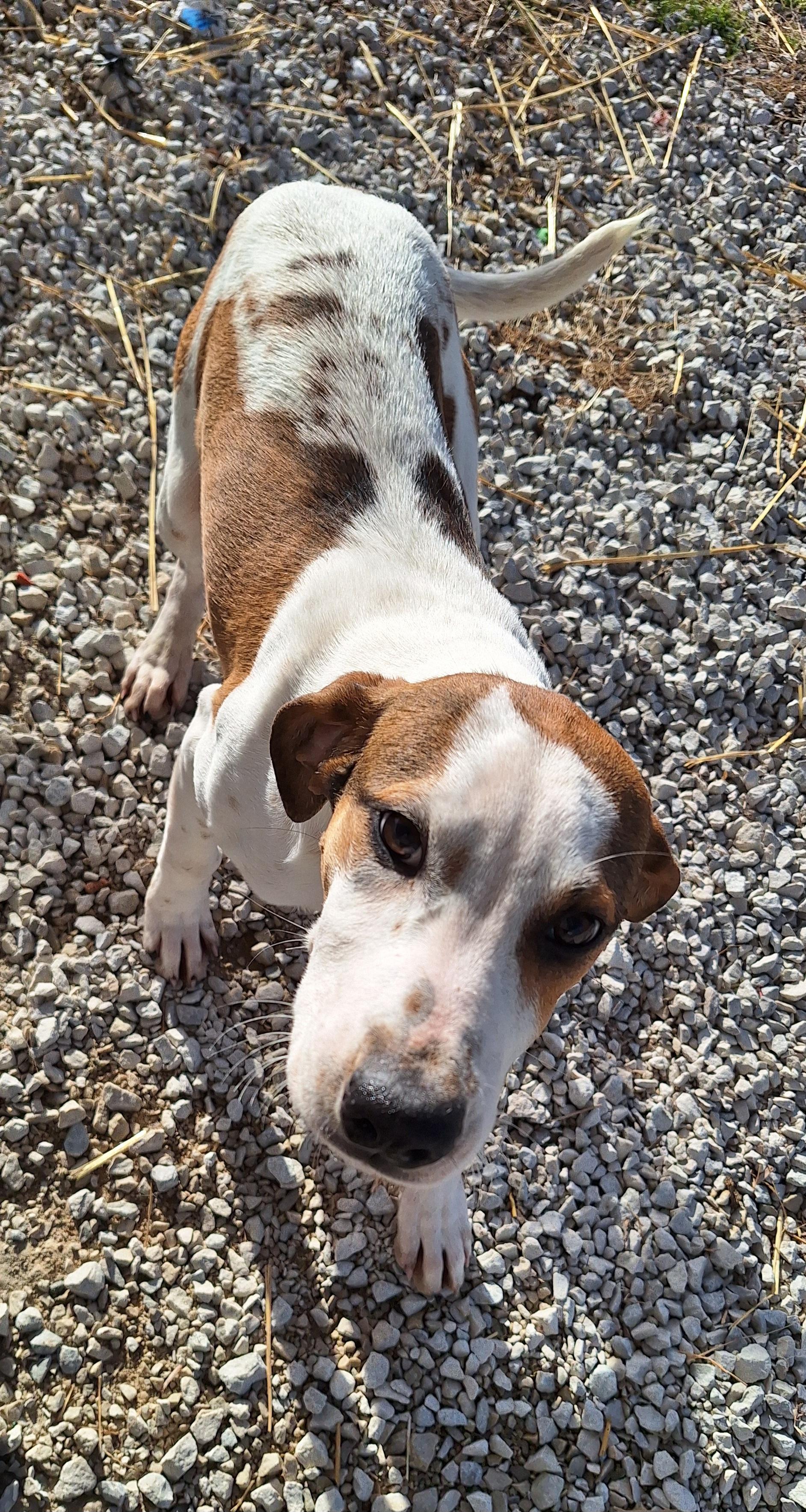 Enlarge Jett, a ADOPTABLE mixed breed in Stanton, KY image 3/6