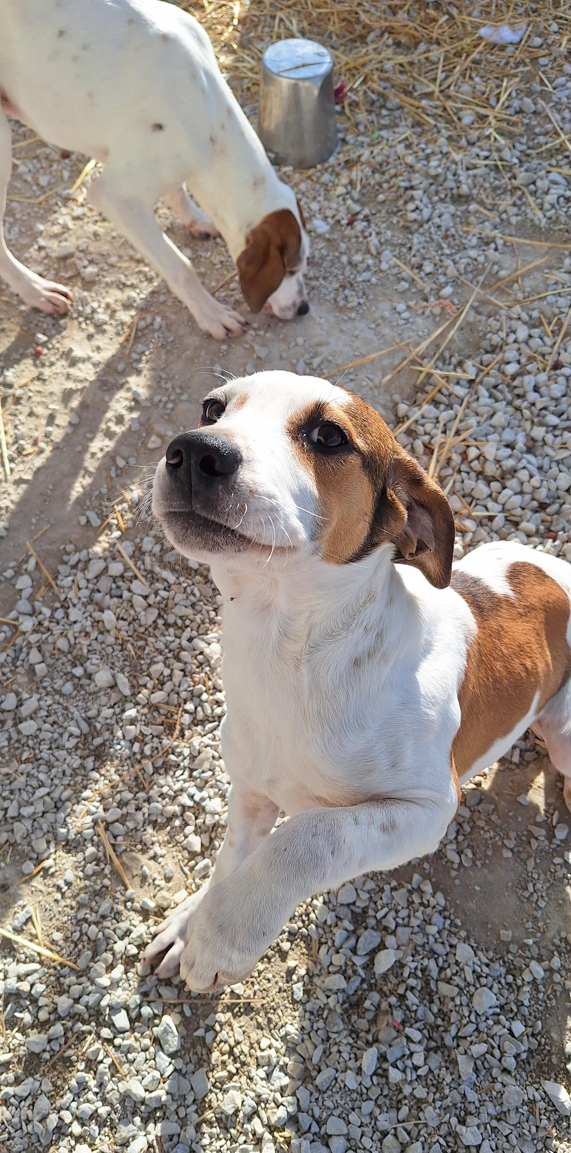 Enlarge Jett, a ADOPTABLE mixed breed in Stanton, KY image 2/6