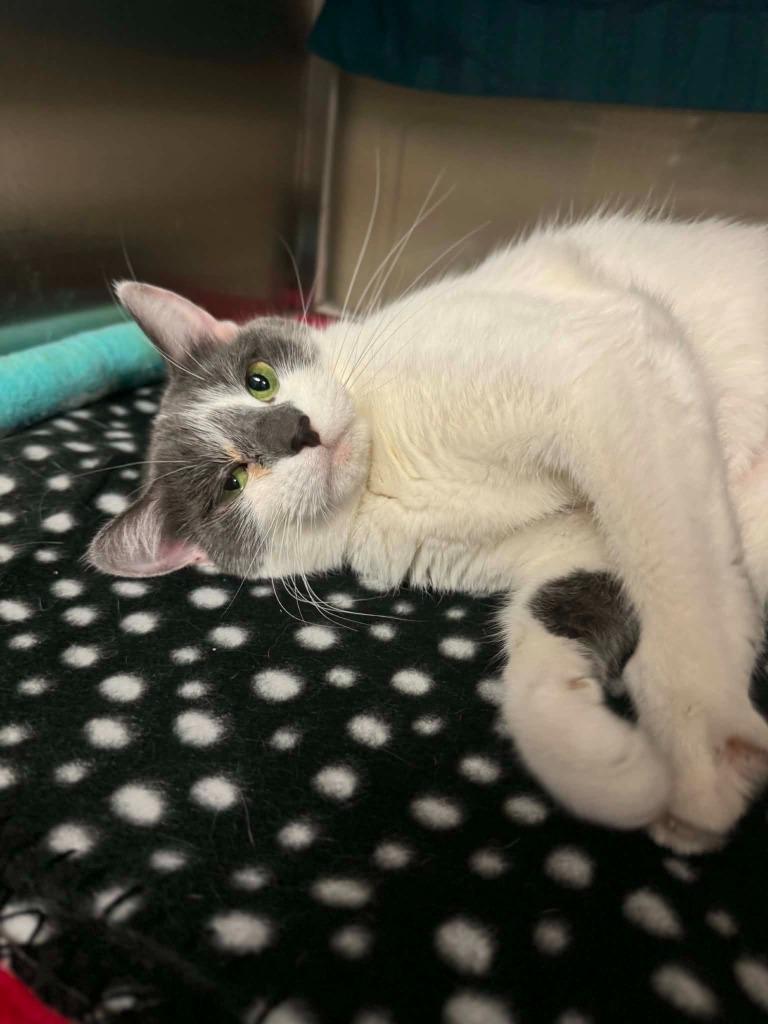 Rosie, Adoptable, Adult Female Domestic Short Hair.