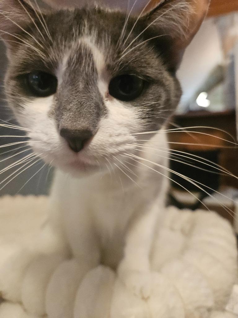 Rosie, Adoptable, Adult Female Domestic Short Hair.