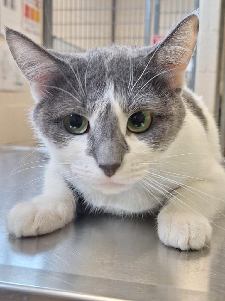 Rosie, a Adoptable mixed breed in Grand Forks, ND image 3/6