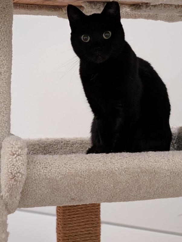 Enlarge Chloe, a Adoptable Domestic Short Hair in Sunnyvale, CA image 2/3