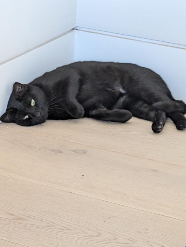 Enlarge Chloe, a Adoptable Domestic Short Hair in Sunnyvale, CA image 3/3