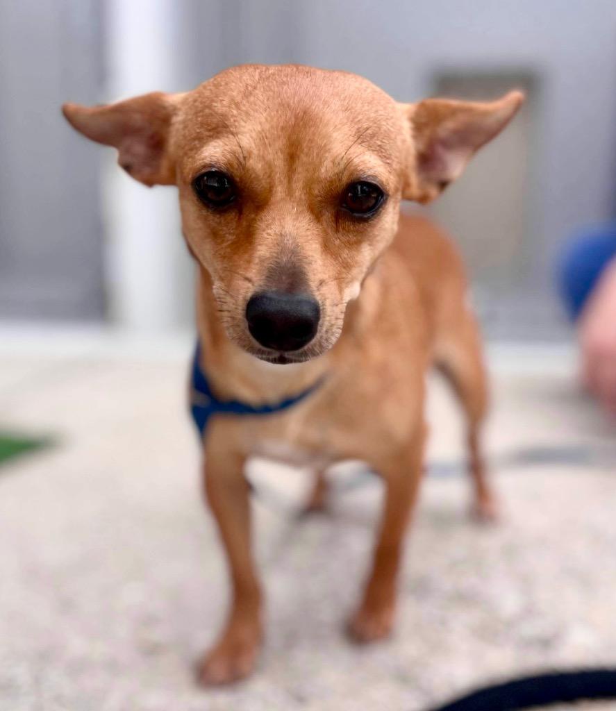 Enlarge Dingleberry (aka Valla), a Adopted Chihuahua in Fort Myers, FL image 1/5