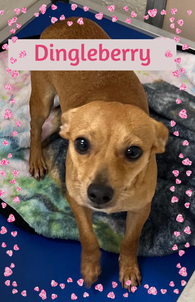 Enlarge Dingleberry (aka Valla), a Adopted Chihuahua in Fort Myers, FL image 2/5