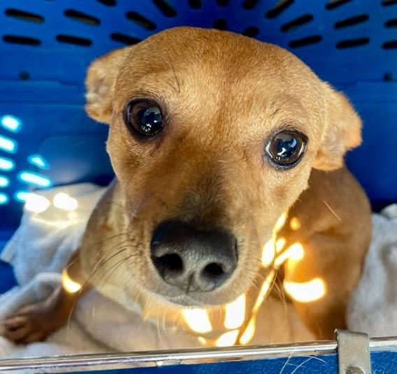 Enlarge Dingleberry (aka Valla), a Adopted Chihuahua in Fort Myers, FL image 3/5