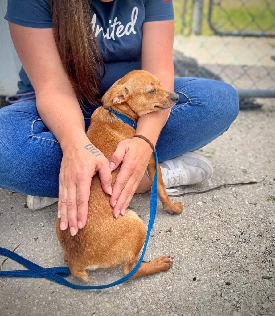 Enlarge Dingleberry (aka Valla), a Adopted Chihuahua in Fort Myers, FL image 4/5