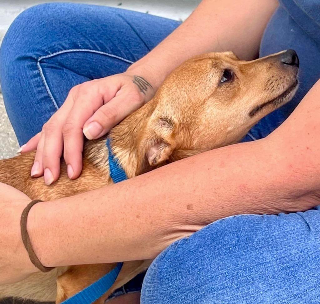 Enlarge Dingleberry (aka Valla), a Adopted Chihuahua in Fort Myers, FL image 5/5