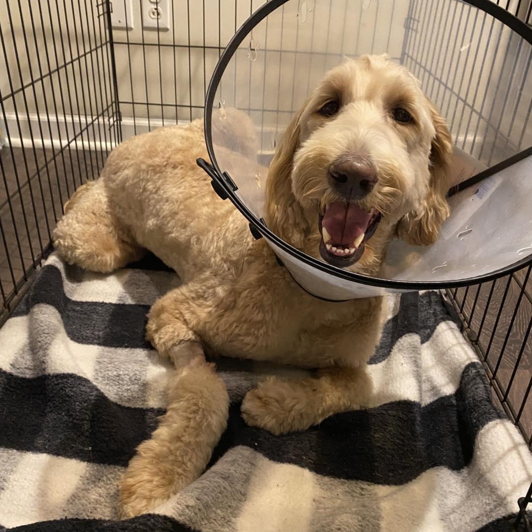 Brody, ADOPTABLE, Young Male Labradoodle.