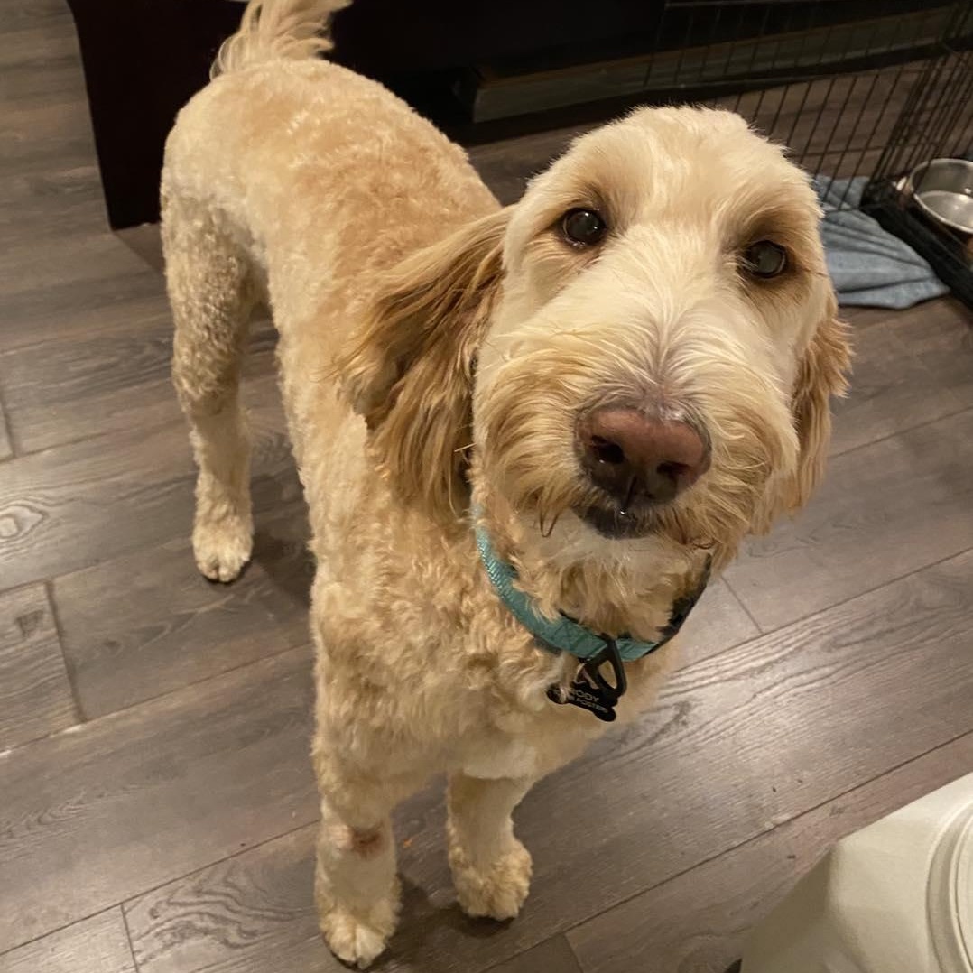 Enlarge Brody, a ADOPTABLE Labradoodle in Greenville, SC image 2/2