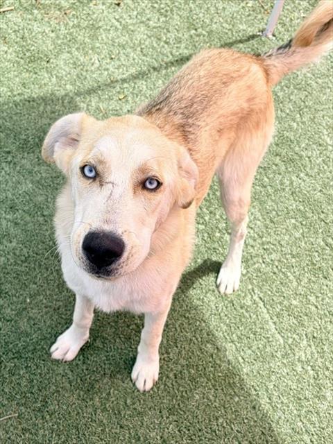 Enlarge HANK, a Adoptable mixed breed in Salinas, CA image 1/1