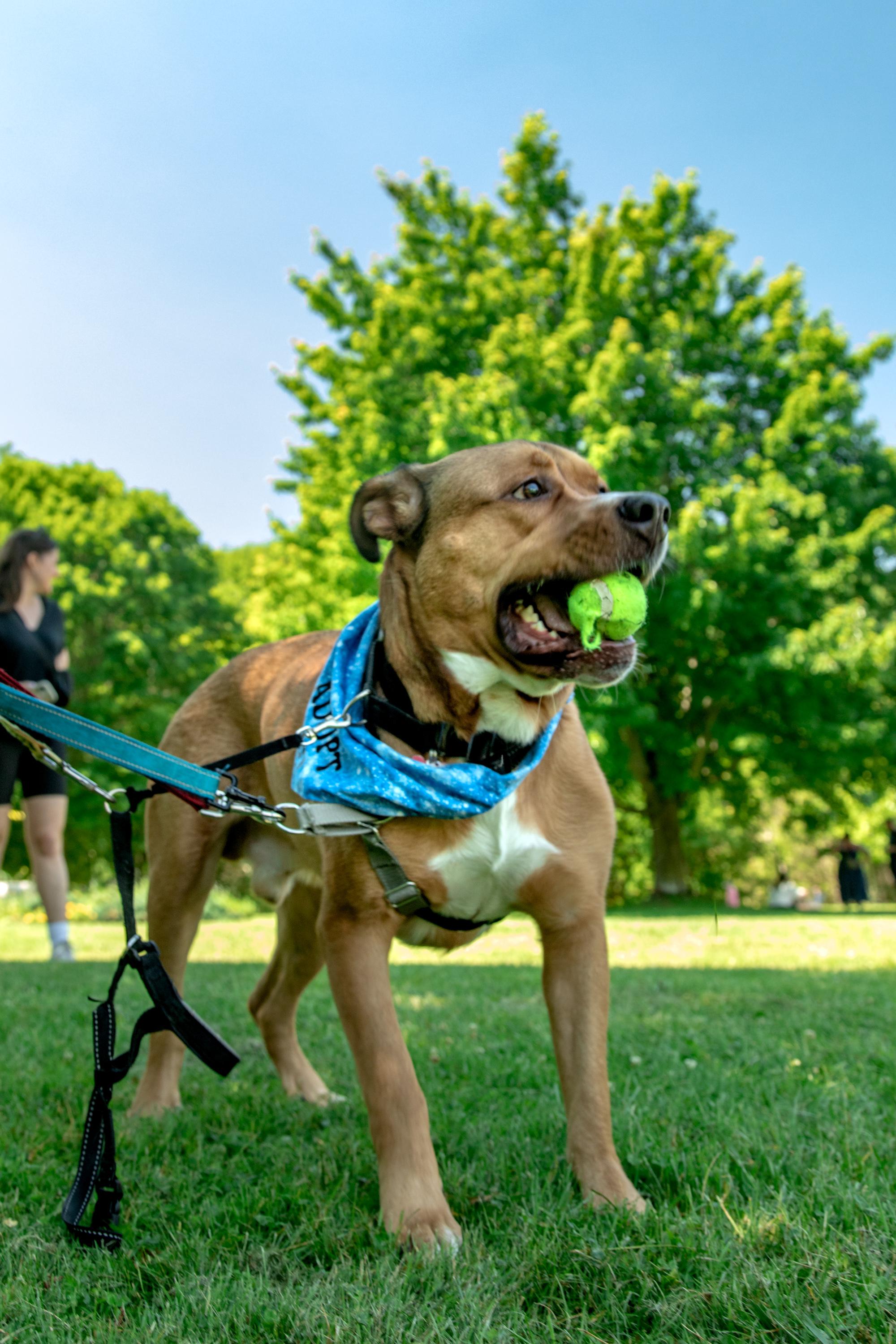 Kyle, a ADOPTABLE Mixed Breed in Mississauga, ON image 5/6