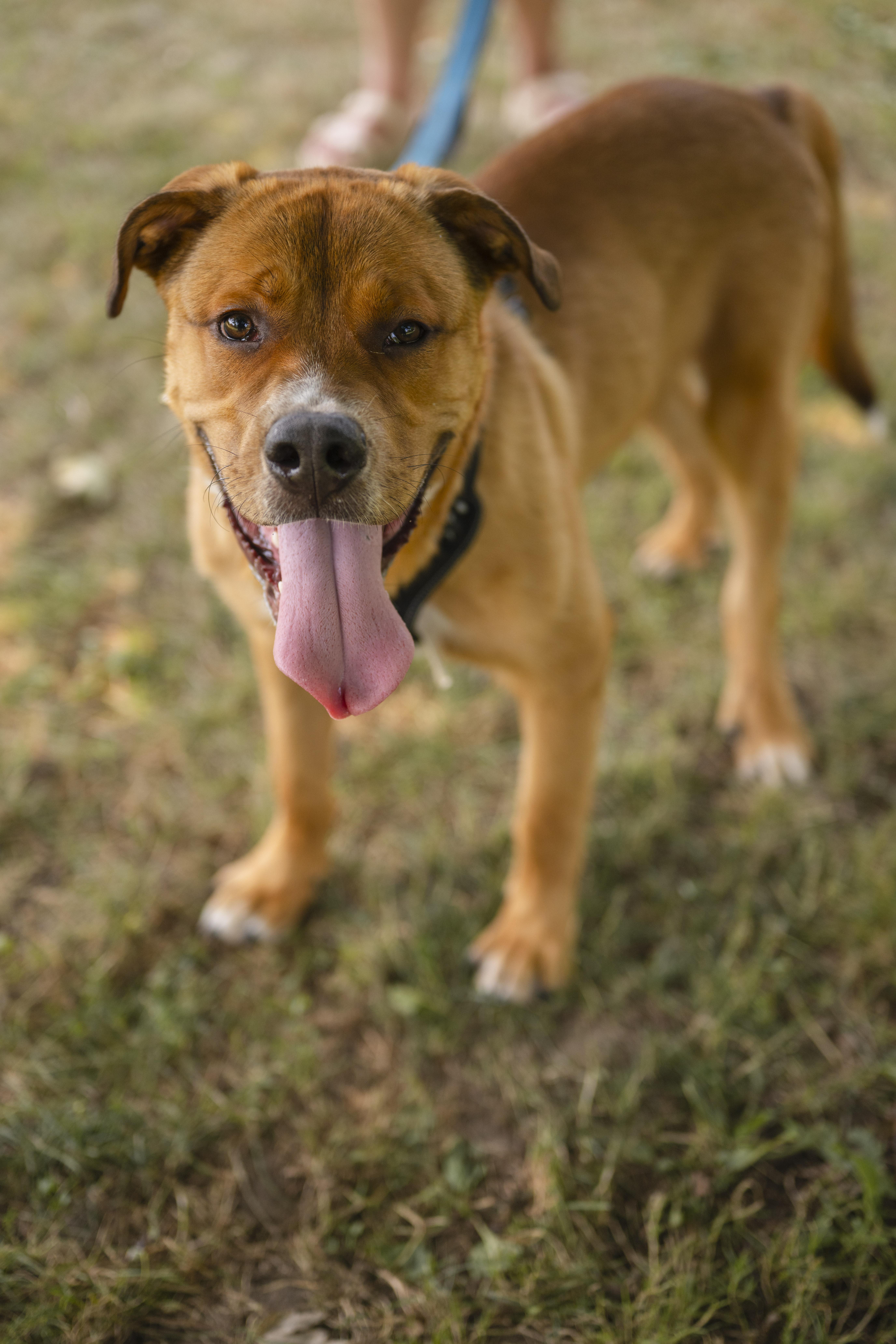 Kyle, a ADOPTABLE Mixed Breed in Mississauga, ON image 6/6