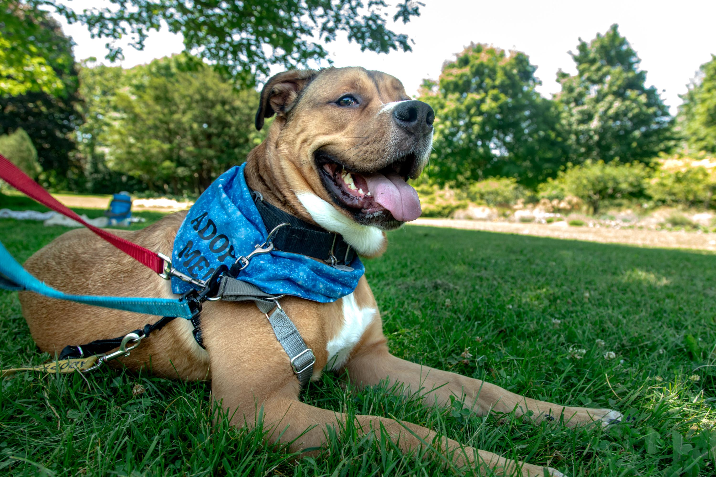 Kyle, a ADOPTABLE Mixed Breed in Mississauga, ON image 2/6
