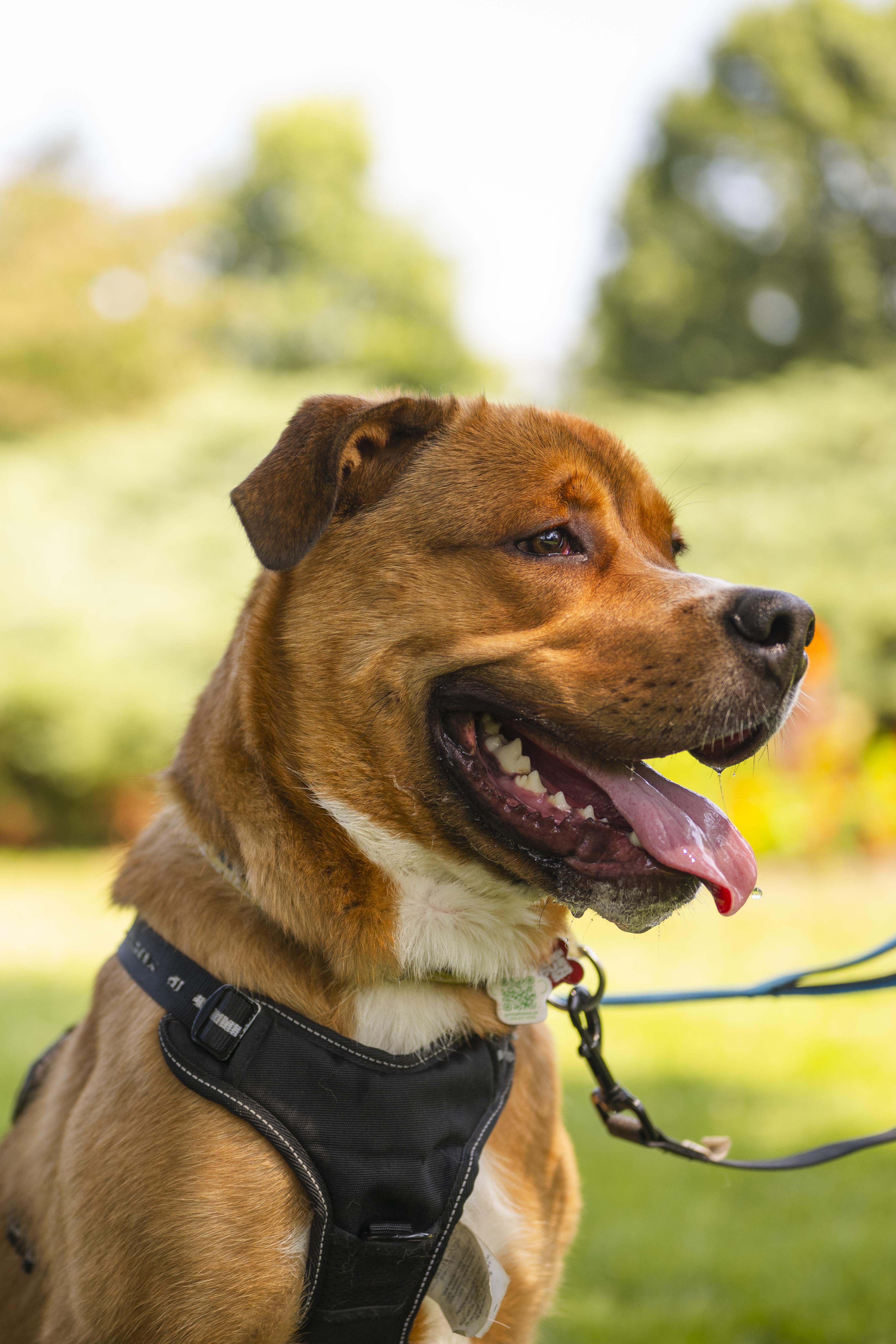 Kyle, ADOPTABLE, Young Male Mixed Breed.