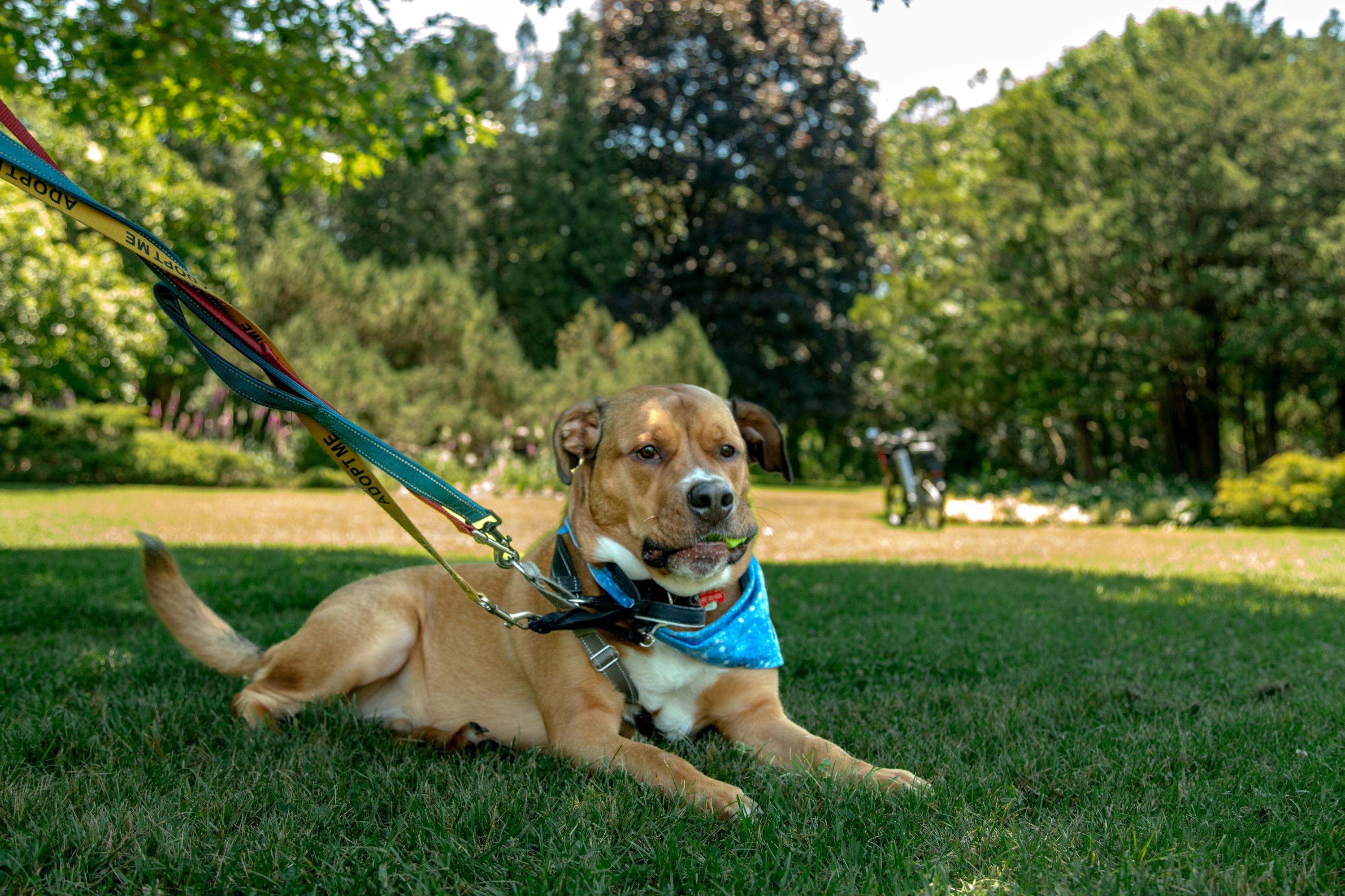 Kyle, a ADOPTABLE Mixed Breed in Mississauga, ON image 3/6