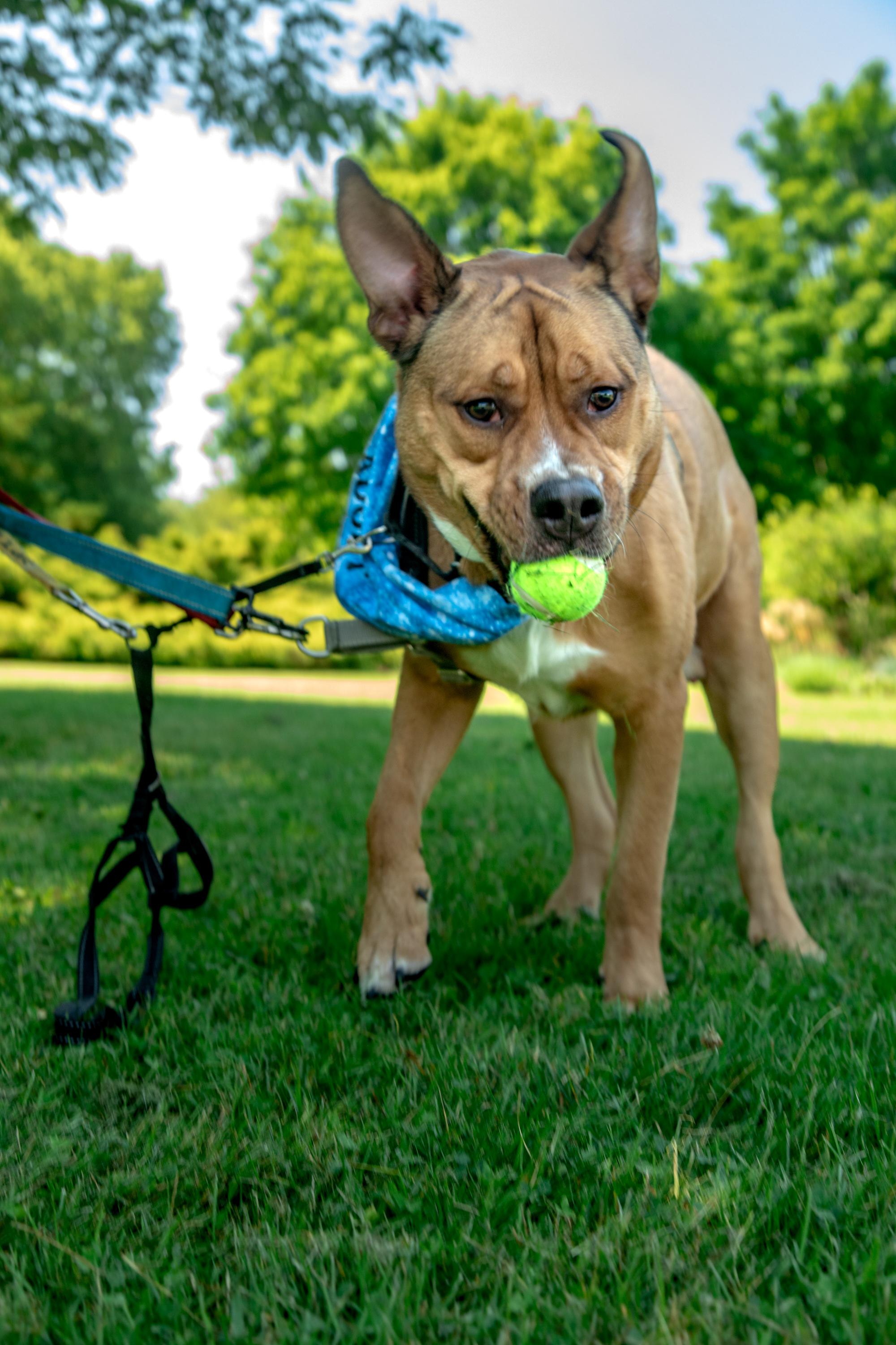 Kyle, a ADOPTABLE Mixed Breed in Mississauga, ON image 4/6