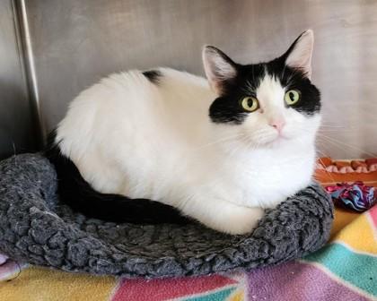Precious, ADOPTABLE, Adult Female Domestic Short Hair.