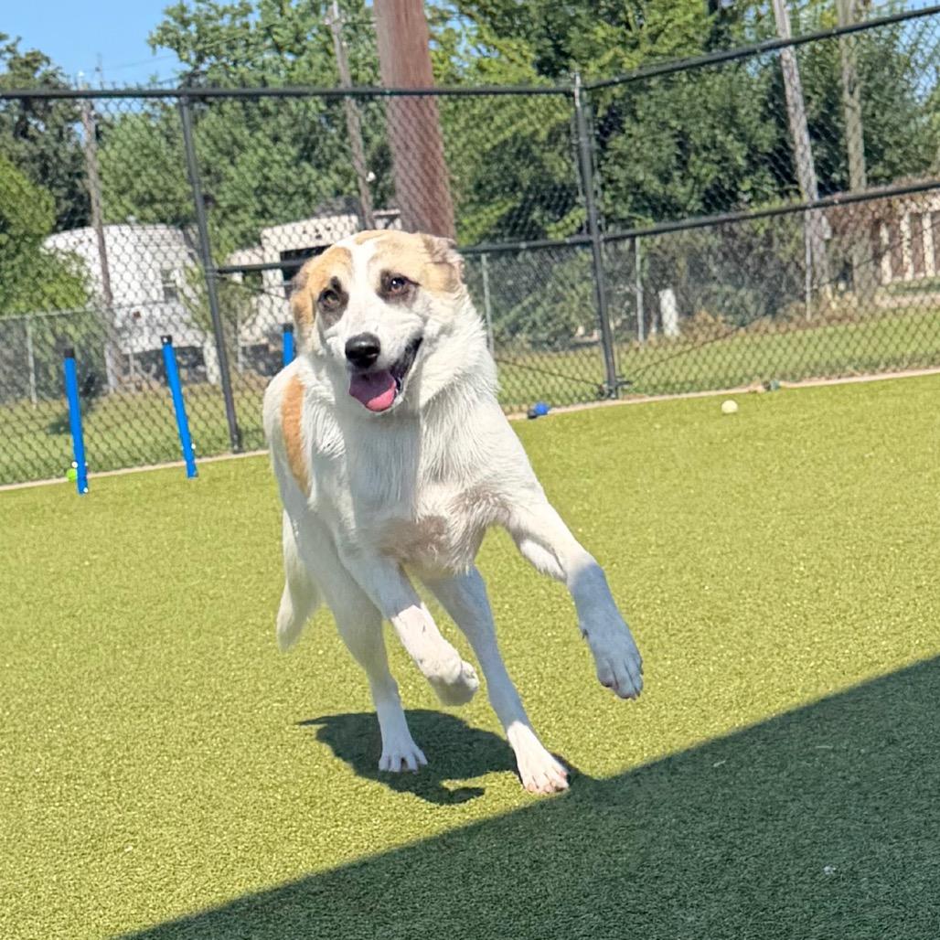 Aspen, Adoptable, Adult Female Shepherd & Mixed Breed.