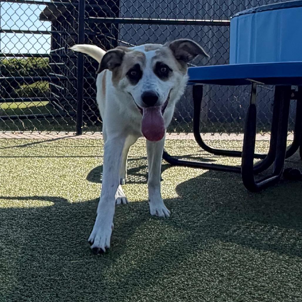 Enlarge Aspen, a Adoptable mixed breed in Bryan, TX image 2/5