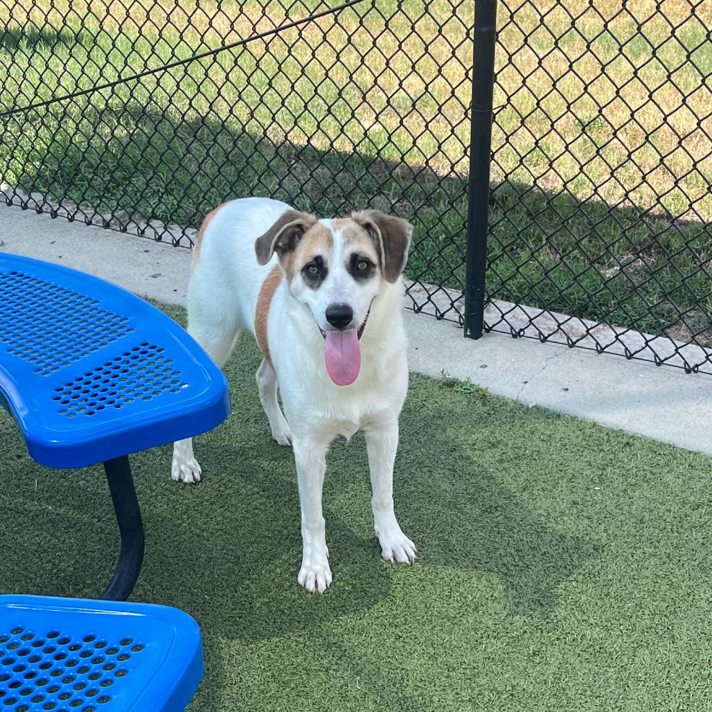 Enlarge Aspen, a Adoptable mixed breed in Bryan, TX image 3/5