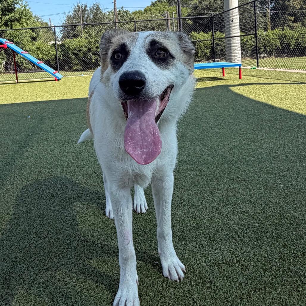 Enlarge Aspen, a Adoptable mixed breed in Bryan, TX image 4/5