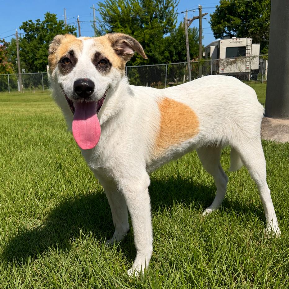 Enlarge Aspen, a Adoptable mixed breed in Bryan, TX image 5/5