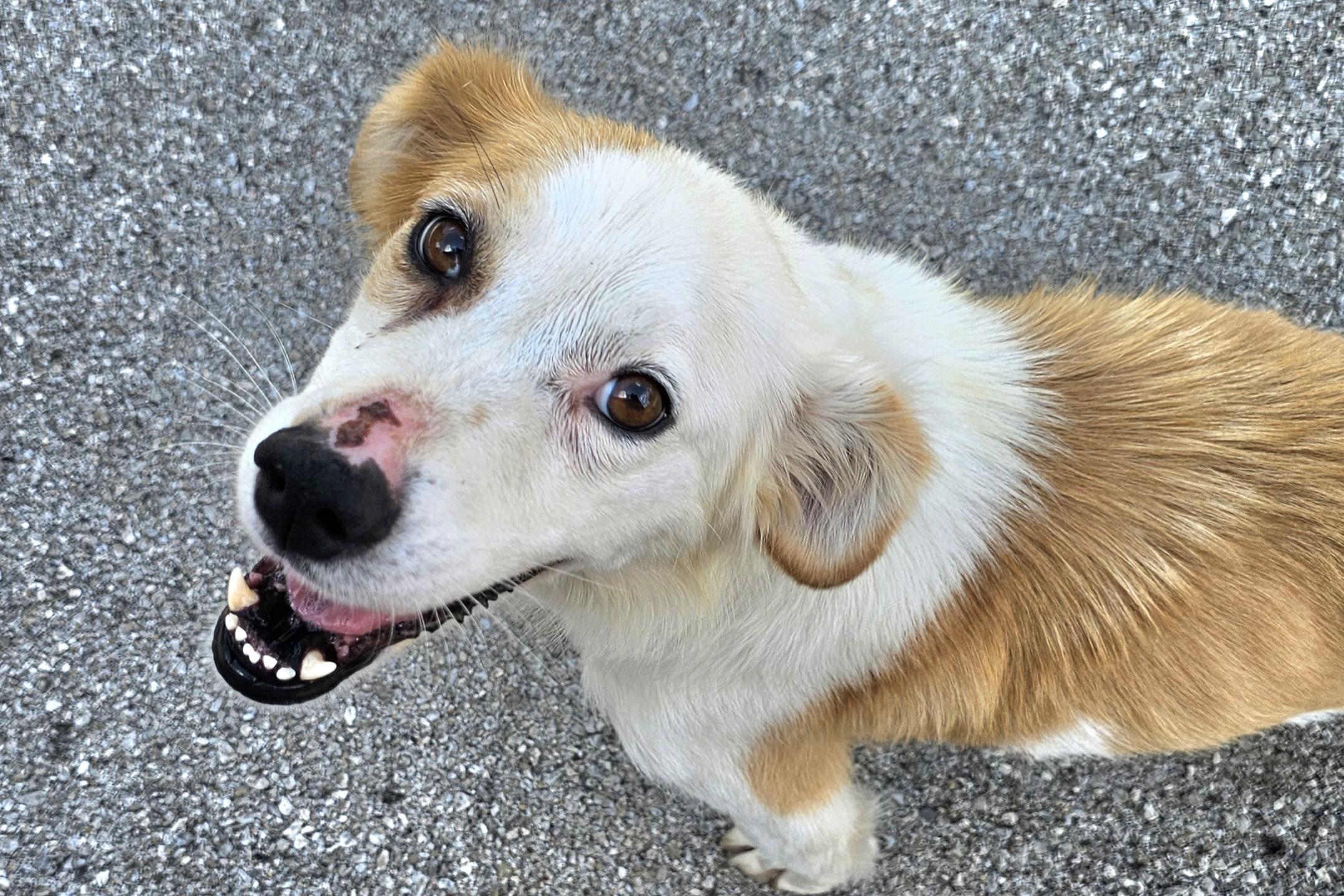 Enlarge Sally Ann, a Adoptable mixed breed in Lexington, KY image 4/6