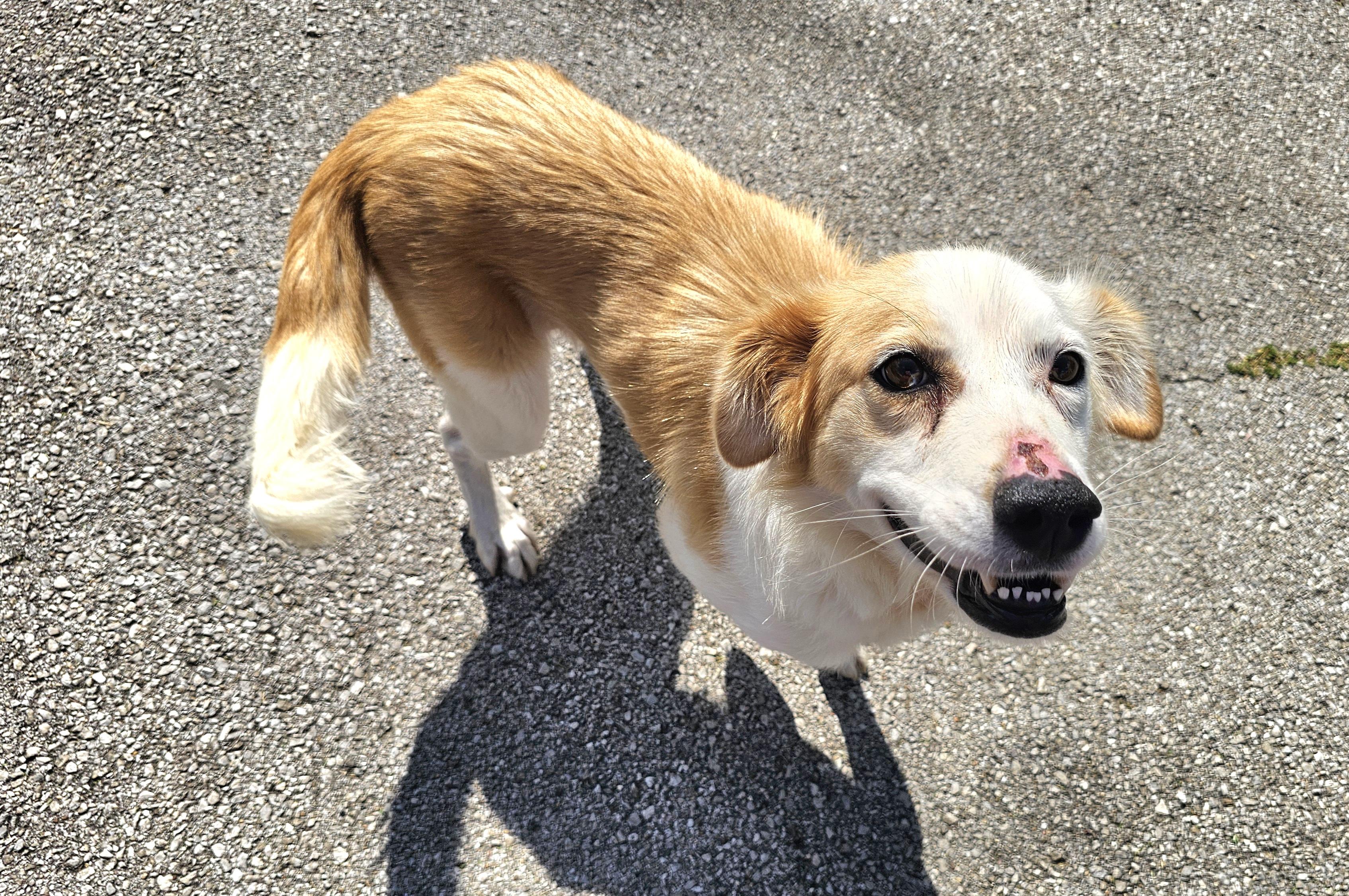 Enlarge Sally Ann, a Adoptable mixed breed in Lexington, KY image 6/6