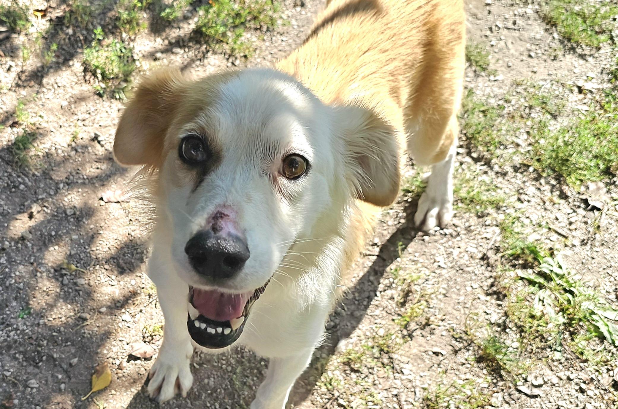 Enlarge Sally Ann, a Adoptable mixed breed in Lexington, KY image 3/6