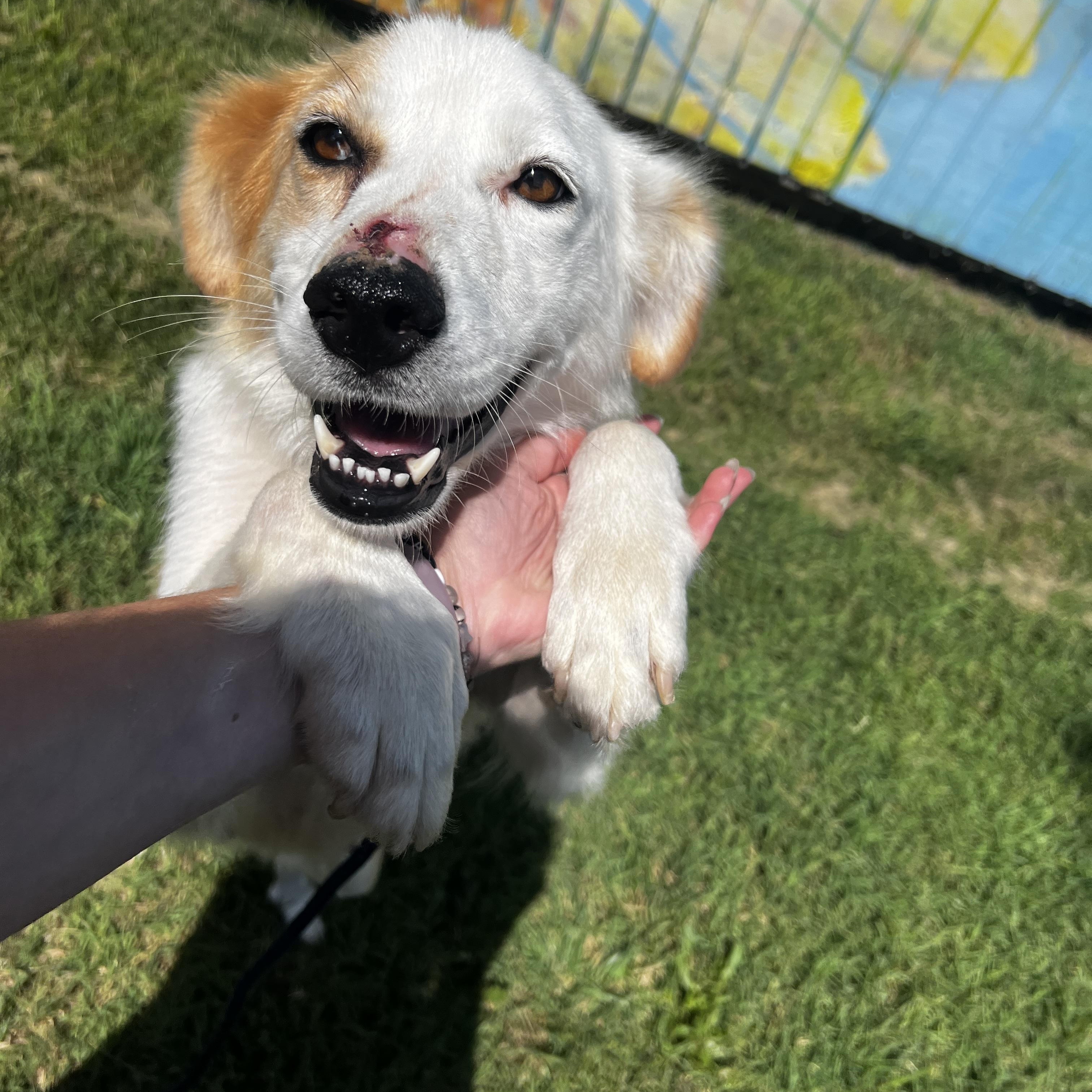 Enlarge Sally Ann, a Adoptable mixed breed in Lexington, KY image 2/6